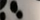 Dalmata
